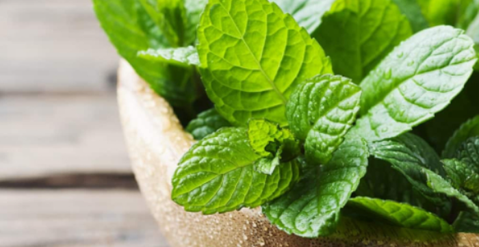 (-)-Menthyl lactate For Cooling Agent (-)-Menthyl lactate For Cooling Agent